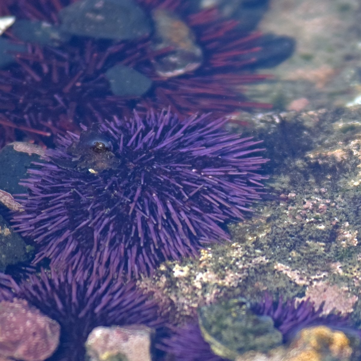 Sea urchins are spheres, up to fist-sized, of richly purple spines.  The spines are long enough to take up perhaps a quarter of the overall height and width of the urchin—about ½ to 1½ inches long, depending on the size of the urchin.  Sometimes the urchin spines are tidy, arranged in neat rows radiating from the center top and down the sides to the bottom, other times the spines have pivoted about irregularly, giving the urchin a disheveled look.  The softer tissues beneath and between the spines is very dark purple—nearly black.  Some urchins have rocks or pieces of shells attached.  Most purple urchins on the Oregon Coast live in shallow, urchin-shaped pits. style=