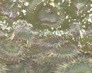 Aggregating anemones