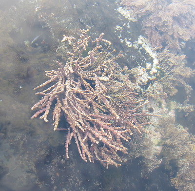 Dusty-pink and brittle-looking, coralline algae look a lot like tufts of fine-scale coral.  These seaweeds come in three different forms:  flat fronds, jointed fingers, and bushy.  Most coralline algae are smaller than your outstretched hand, but many of them can thickly carpet tidepools.