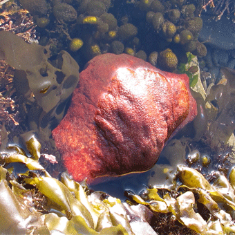 Gumboot Chitons