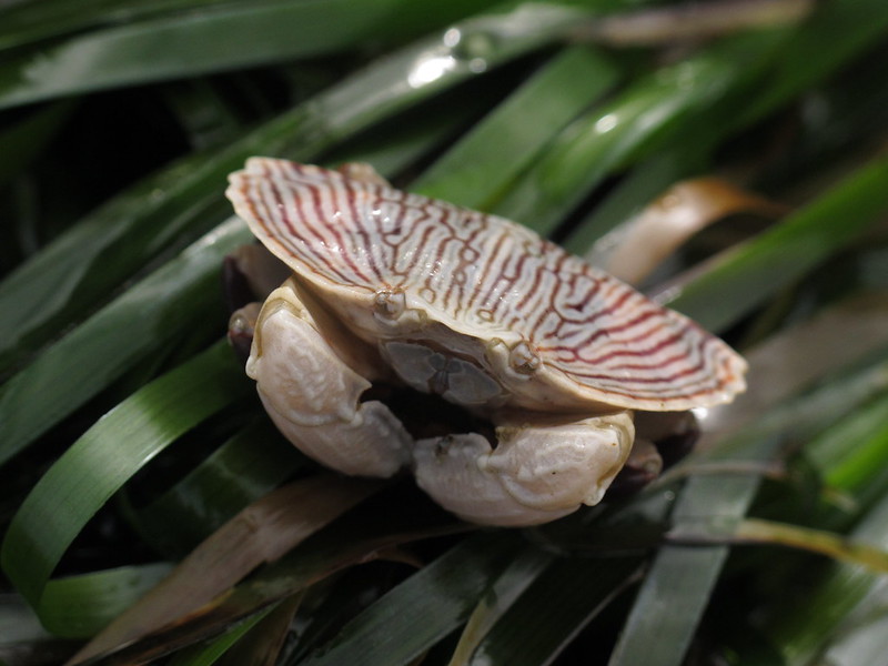 Leave tidepool inhabitants where they are