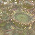 Shaped overall like shallow bowls with ultra-thick bottoms attached to the substrate, sea anemones may look more like flowers than like animals. Aggregating anemones are small, often packed closely together with shell bits on the outside. 