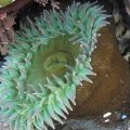 Shaped overall like shallow bowls with ultra-thick bottoms attached to the substrate, sea anemones may look more like flowers than like animals—especially the ones that are green.  Pointed “petals” around the top rim are stinger-armed tentacles that frame the central disc, the mouth of the animal.  The floor of the central disc is smooth with a doughnut-shaped lump in the middle, while the outside of the body, below the tentacles, is usually a darker green and rough, and is often flecked with bits of shell.  Most Oregon intertidal sea anemones are olive to bright green (some species have splashes of other colors).  Depending on species, age, and environment, some of our tidepool sea anemones can grow up to 10” across.