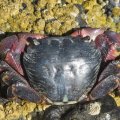 Shore crabs are compact and flat, with a nearly square back and legs that tuck tightly together and against the body.  Our three species are generally dark and subtly patterned:  fine, green stripes across the back from side to side; purple mottling on the back and spots on the claws; mottled greenish gray all over.  Small (up to 2” wide) and very active, these crabs scuttle about when not hiding under rocks and in crevices. 