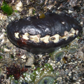 Slick black oval lumps (up to 4½ inches long) with eight rough, somewhat diamond-shaped patches along the middle of the back, black-leather chitons clamp themselves firmly to the rock—firmly enough to withstand the heaviest surf.