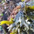About as wide as your thumb, only flat, the “stems” that make up rockweed are forked and forked and forked again.  The ends have a pair of blunt prongs and are often puffed or inflated.  Little rockweed, a different species, is about a third the size of rockweed, with the “stems” being about pencil-wide and flat.  Both olive brown, rockweed grows up to perhaps ten inches long, and little rockweed grows up to almost 4 inches long.