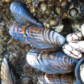 California mussels are bivalves (clam-like mollusks with two shells) that are about twice as long as wide, and nearly round in cross-section through the middle.  These mussels have a blunt, rounded point at the bottom end, and are curved and somewhat flattened at the top end.  Heavy, curved growth rings lay out from bottom to top of the shell, intersected by length-wise, radiating ridges; the hinge between the two shells is on one side, about a quarter of the way up from the bottom.  Older, larger shells are heavy and tough.  Overall, the shell is dark blue, but wears down on the raised parts (on some of the ridges and some places where the rings and ridges intersect) to a honey-tan, making the shell look vaguely plaid.  Usually, the older part of the shell, at the blunt bottom, wears down to expose light blue under the surface and sometimes even exposes the white mother-of-pearl beneath.  Occasionally, the blue-black edge of the animal can be seen between the shells.