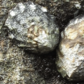Limpets are mollusks with one volcano-shaped shell; different species have different steepness to the slopes and different colors and textures.  The ribbed limpet’s peak is noticeably forward of center, and low, bumpy ridges stretch from the peak to the edge of the shell.  A wide muscular foot of each limpet fills most of the oval, open base of the “volcano,” with the rest of the animal inside. 