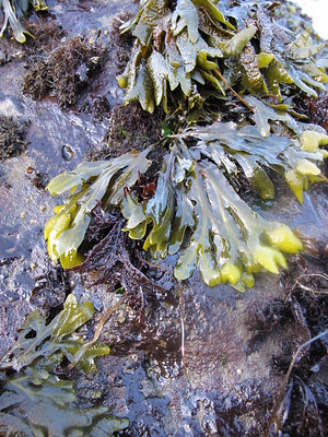 About as wide as your thumb, only flat, the “stems” that make up rockweed are forked and forked and forked again.  The ends have a pair of blunt prongs and are often puffed or inflated.  Little rockweed, a different species, is about a third the size of rockweed, with the “stems” being about pencil-wide and flat.  Both olive brown, rockweed grows up to perhaps ten inches long, and little rockweed grows up to almost 4 inches long.