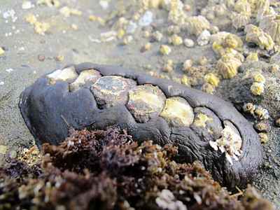 Black Leather Chiton