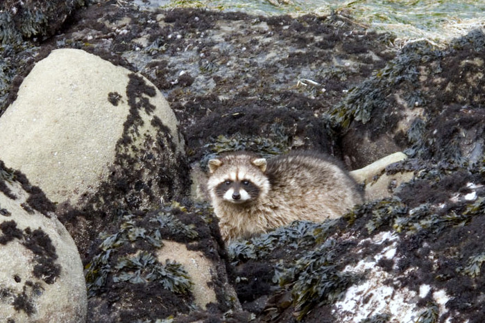 Tidepool Raccoon