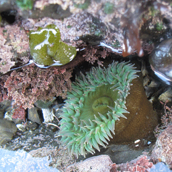 a green anemone