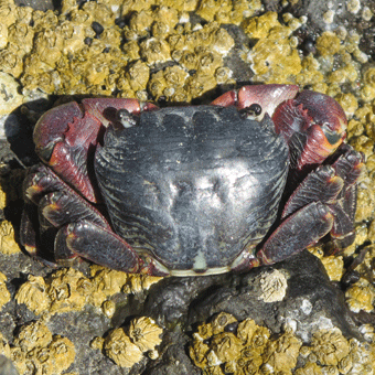 Lined Shore Crab