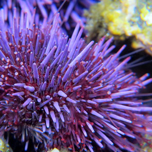 purple sea urchin