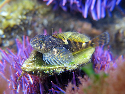 These common fish are shaped like long, drawn-out teardrops, but with broad pectoral fins located just past the head.  Rather triangular in cross section and with a long fin that runs down the back, tidepool sculpins rest on the bottom with their pectoral fins spread out on either side.  The entire body is variously marked in browns, olive greens, and whites—often in saddles across the back.  All of the several different species of tidepool sculpins are small, up to several inches long.