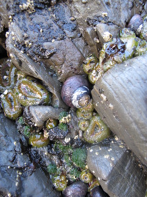 black turban snail