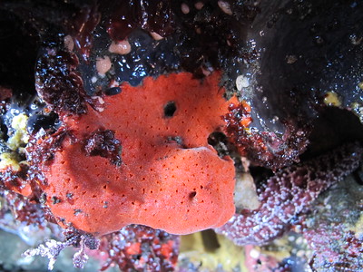 Not surprisingly, our encrusting sponges are patches of slightly tough, spongy material that appears as if it were slathered on the rock and other hard surfaces, up to a quarter inch thick.  The patches are irregular in shape and size, ranging from barely visible to areas larger than both your outstretched hands.  Different species are different colors, with an astounding variety; different species vary in surface texture, too, from nearly-slick to rather tufted.  There are tiny and larger pores in the spongy layer.  In some species, such as the purple sponge in this photo, the larger pores are in the center of volcano- or nipple-shaped structures that protrude up to a quarter inch or more above the overall surface of the sponge.  Some species are noted for the putrid smell they emit when crushed or rubbed.